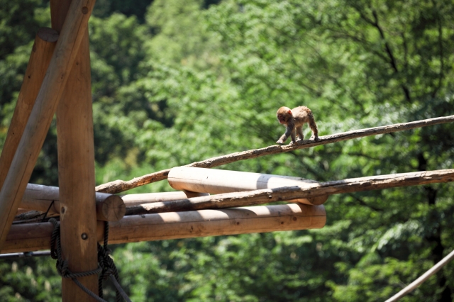 soku_17636.jpg :: 動物 哺乳類 猿 サル 