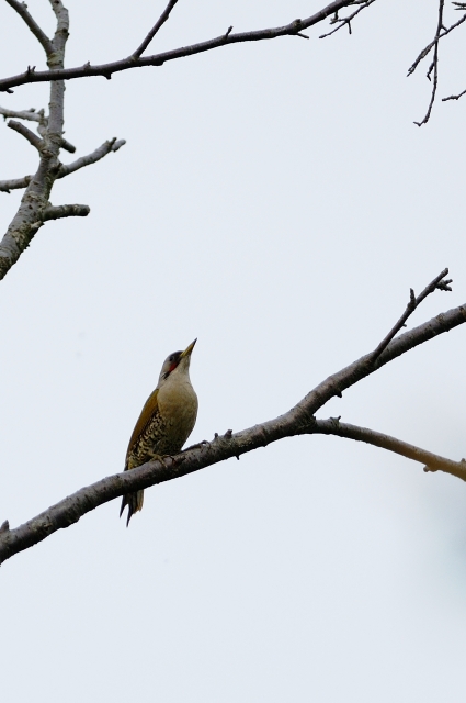 soku_17661.jpg :: 動物 鳥 野山の鳥 アオゲラ 