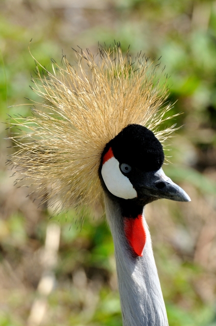 soku_17696.jpg :: 掛川花鳥園 動物 鳥 