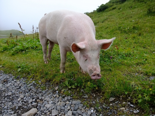 soku_17777.jpg :: スイス グリンデルワルト 豚 風景 街並み 郊外の風景 外国 