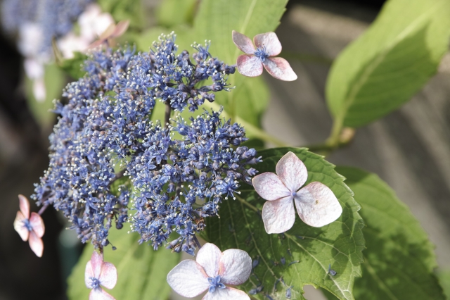 soku_17797.jpg :: 植物 花 紫陽花 アジサイ 