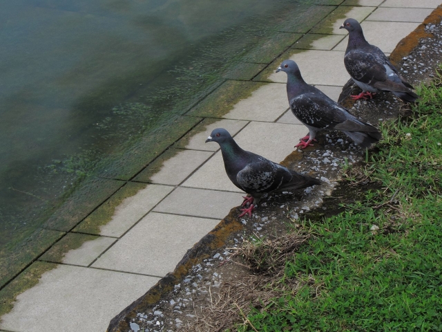 soku_18053.jpg :: PowerShotS95 風景 水分 コンデジ埼玉 lock 動物 鳥 