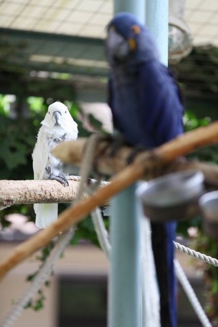 soku_18064.jpg :: 鳥 インコ 