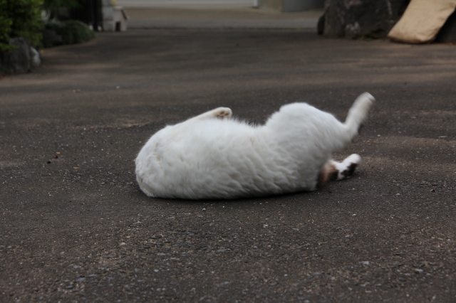 soku_18076.jpg :: 動物 哺乳類 猫 ネコ 
