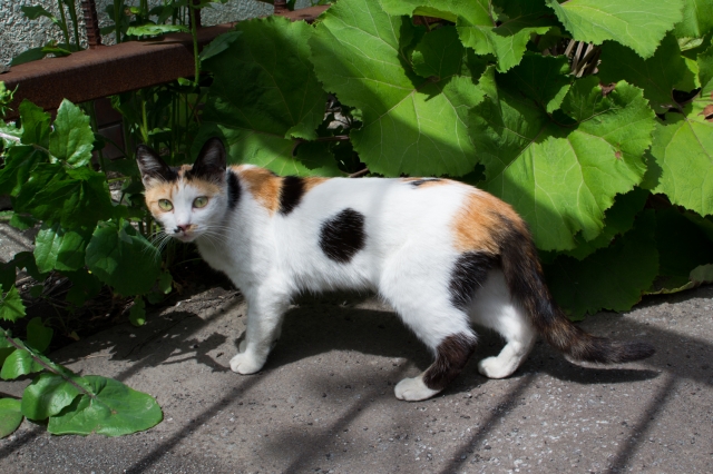 soku_18196.jpg :: 動物 哺乳類 猫 ネコ 