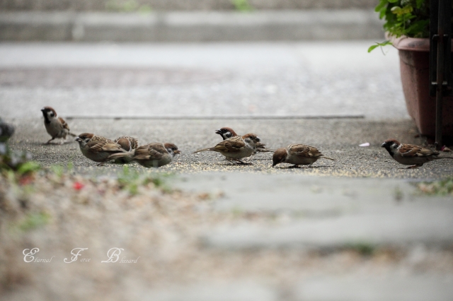 soku_18345.jpg :: 動物 鳥 雀 スズメ 