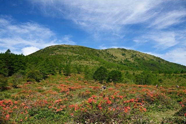 soku_18346.jpg :: 風景 自然 山 植物 花 赤い花 