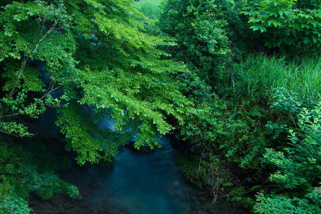 soku_18350.jpg :: 風景 自然 渓流 清流 