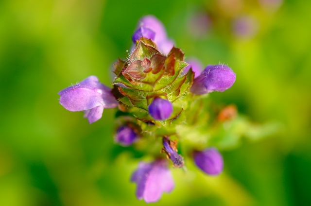 soku_18416.jpg :: 植物 花 ピンクの花 