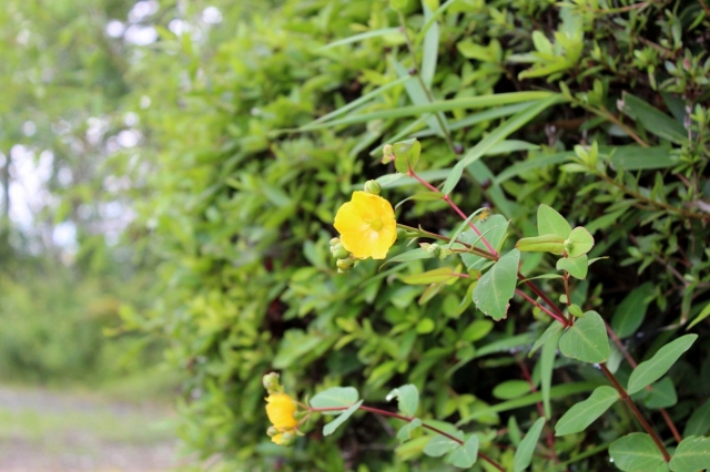 soku_18480.jpg :: 初一眼 植物 花 黄色い花 