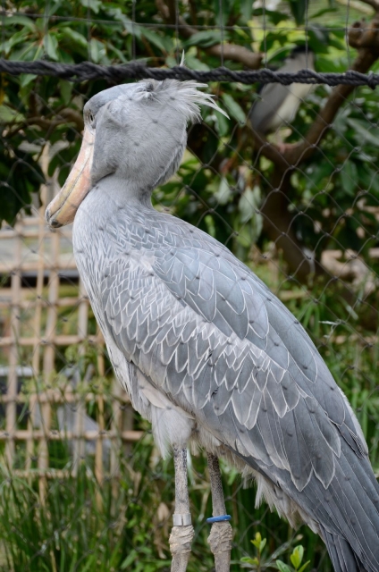 soku_18492.jpg :: 動物園 上野動物園 ハシビロコウ 