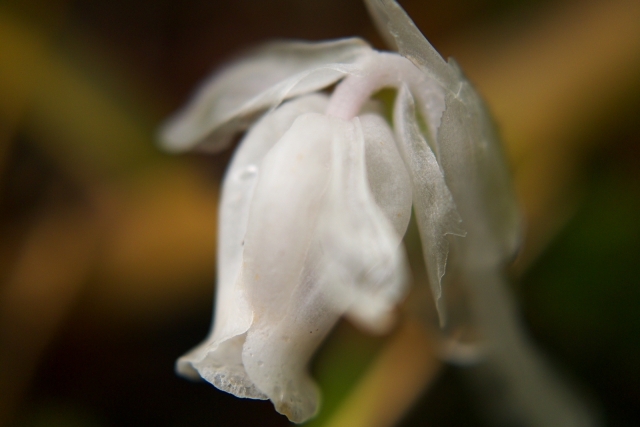 soku_18524.jpg :: 植物 花 白い花 銀竜草 幽霊茸 