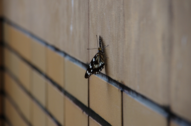 soku_18681.jpg :: 動物 虫 昆虫 蝶 チョウ 壁 レンガ 