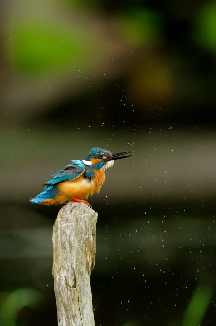 soku_18758.jpg :: 動物 鳥 池の鳥 カワセミ 