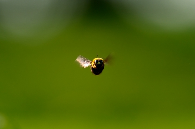 soku_18906.jpg :: 動物 虫 昆虫 蜂 ハチ クマバチ 
