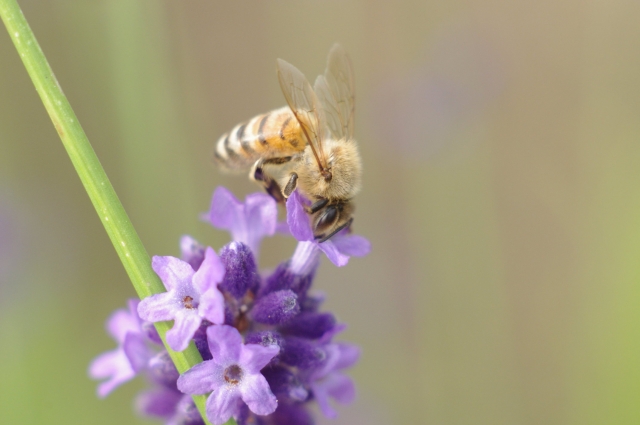 soku_18912.jpg :: 動物 虫 昆虫 蜂 ハチ 