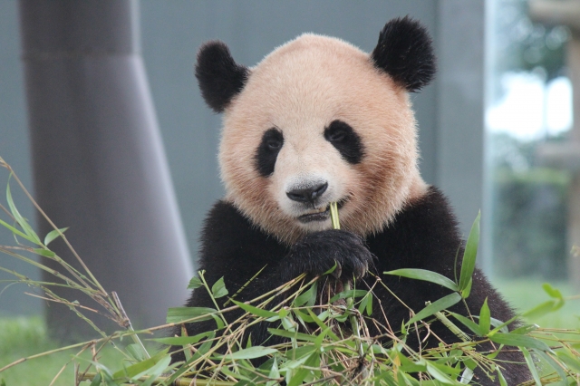 soku_18965.jpg :: 動物 哺乳類 熊猫 パンダ 笹ウマウマ 
