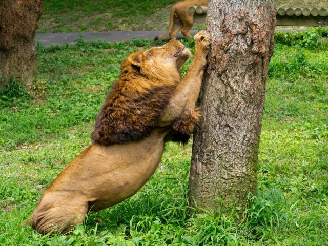 soku_19014.jpg :: 動物 哺乳類 ライオン 動物園 多摩動物公園 爪とぎ 