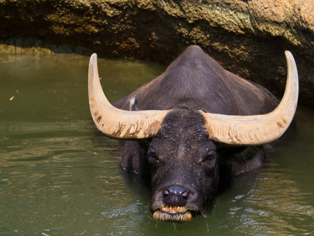 soku_19020.jpg :: 動物 哺乳類 水牛 水浴び 多摩動物公園 動物園 