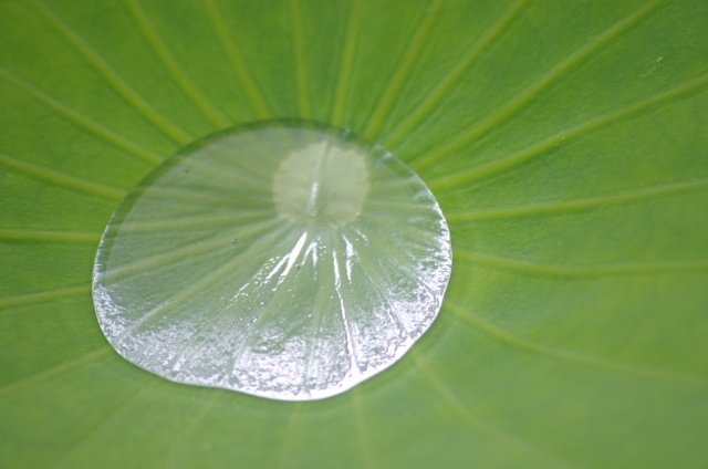 soku_19123.jpg :: 植物 草葉 蓮 水 水滴 