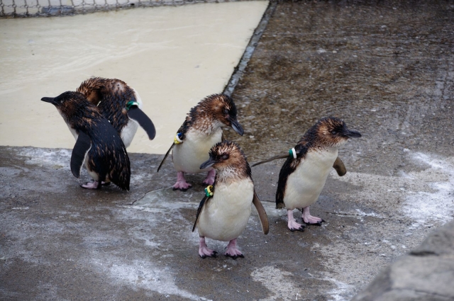 soku_19133.jpg :: 葛西臨海水族園 フェアリーペンギン 