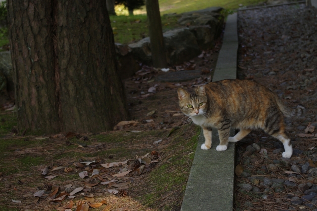 soku_19187.jpg :: 動物 哺乳類 猫 ネコ 