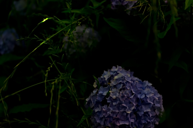 soku_19196.jpg :: 風景 自然 昆虫 ホタル 紫陽花 