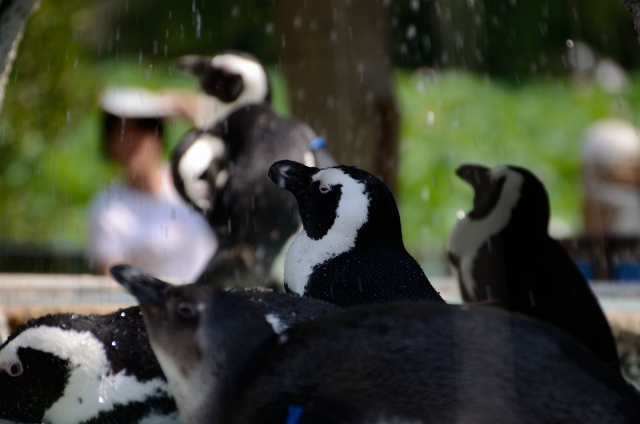 soku_19349.jpg :: 動物園 上野動物園 ペンギン 