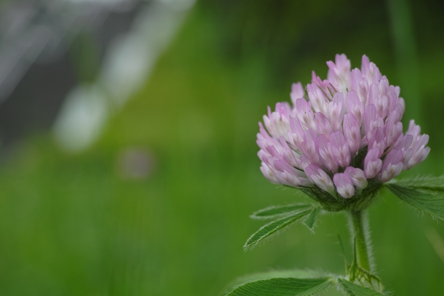 soku_19494.jpg :: 植物 花 ピンクの花 