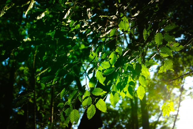 soku_19504.jpg :: SIGMA DP2Merrill 植物 草葉 葉脈 