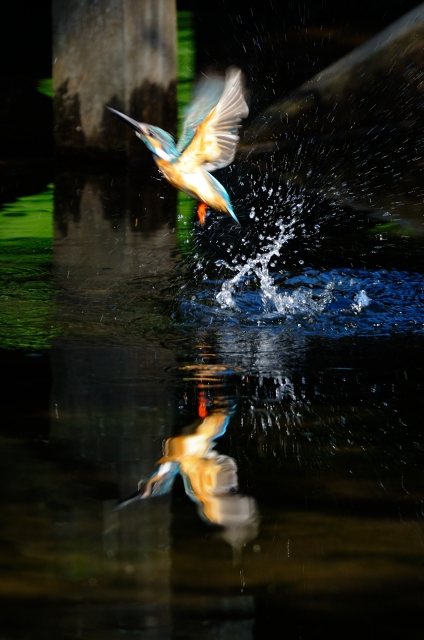 soku_19550.jpg :: 動物 鳥 水辺の鳥 カワセミ 