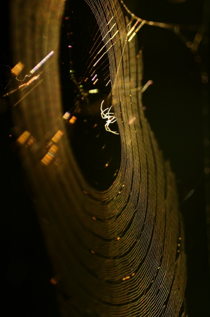 soku_19551.jpg :: 動物 虫 昆虫 蜘蛛 クモ クモの巣 