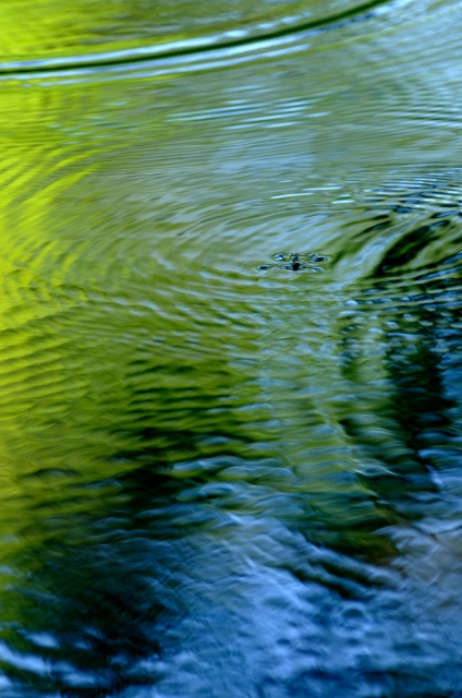 soku_19599.jpg :: 水分 風景 自然 水滴 水 波紋 