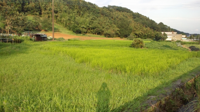 soku_19647.jpg :: 風景 自然 田畑 水田 俺成分 