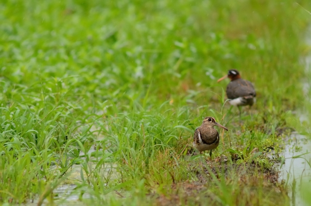 soku_19714.jpg :: 動物 鳥 河川の鳥 タマシギ 