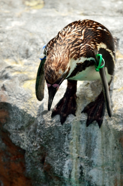 soku_19742.jpg :: 水族館 アクアワールド茨城県大洗水族館 フンボルトペンギン 