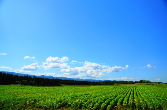 soku_19767.jpg :: 風景 自然 田畑 農場 