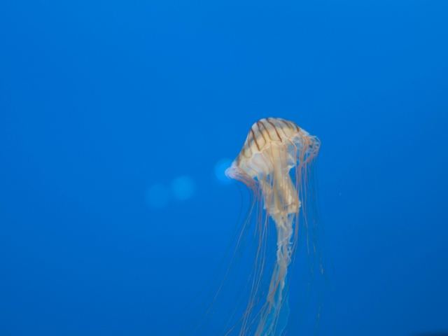 soku_19814.jpg :: くらげ～ 水族館 クラゲ 