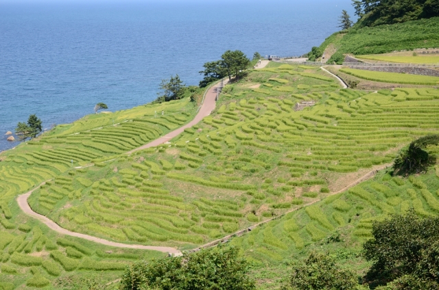 soku_19857.jpg :: 風景 自然 田畑 水田 棚田 