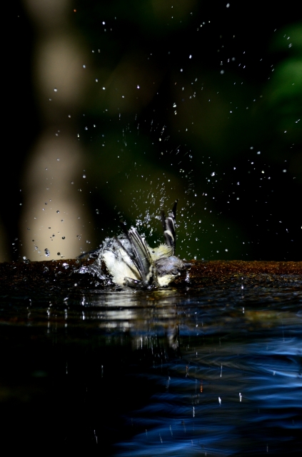 soku_19967.jpg :: 動物 鳥 野山の鳥 シジュウカラ 水浴び 水分 