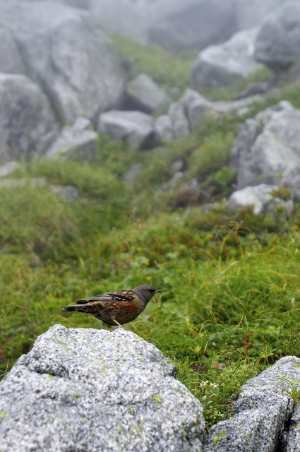 soku_20078.jpg :: 動物 鳥 野山の鳥 