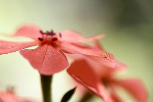 soku_20079.jpg :: 植物 花 ピンクの花 