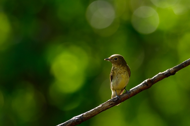 soku_20147.jpg :: 動物 鳥 野山の鳥 キビタキ 