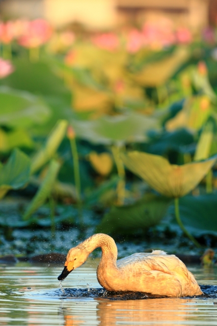 soku_20325.jpg :: 動物 鳥 白鳥 ハクチョウ 自然 水分 植物 花 蓮 ハス by Niigata 