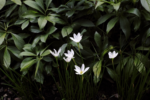 soku_20360.jpg :: 植物 花 白い花 