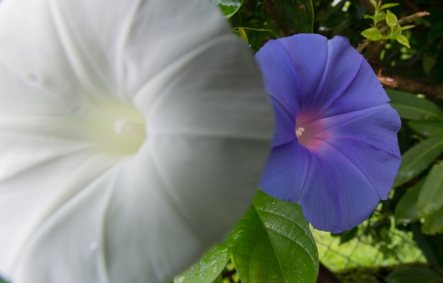 soku_20420.jpg :: 植物 花 朝顔 