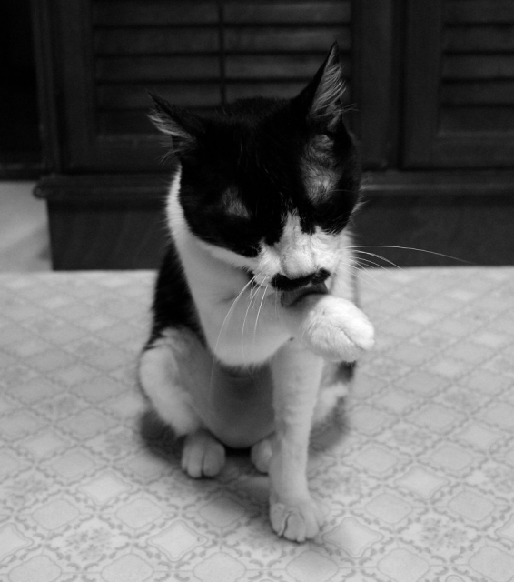 soku_20602.jpg :: 退院 動物 哺乳類 猫 ネコ 