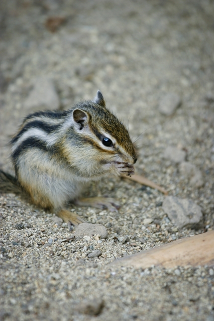 soku_20635.jpg :: 動物 哺乳類 栗鼠 リス 