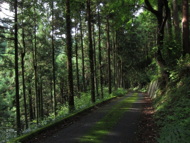 soku_20652.jpg :: PowerShotS95 風景 自然 コンデジ埼玉 lock 緑 木 林 峠 道 奥武蔵グリーンライン Jpeg撮って出しリサイズのみ 