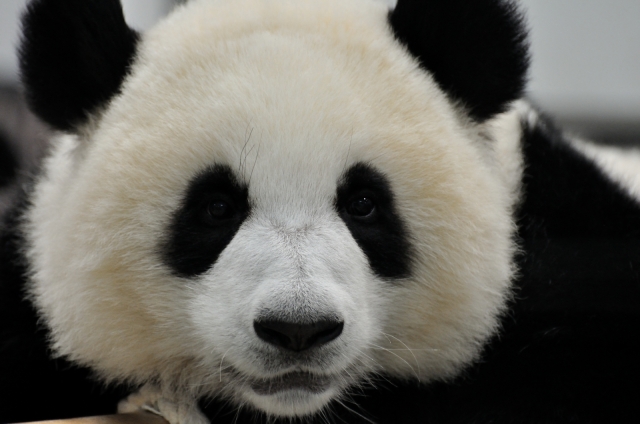 soku_20703.jpg :: 動物 哺乳類 熊猫 パンダ 動物園 アドベンチャーワールド 